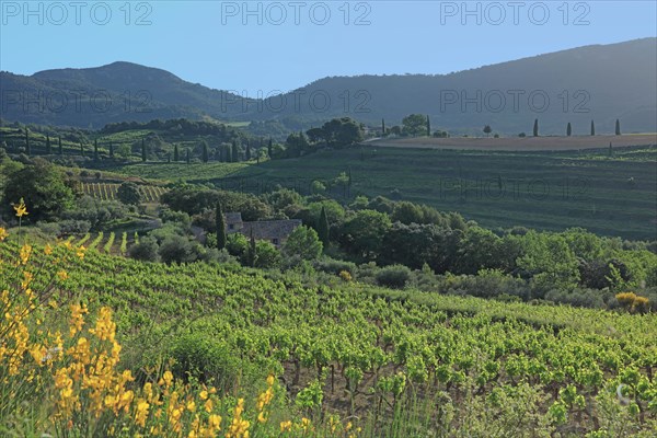 Gigondas, les Dentelles de Montmirail, Vaucluse