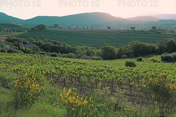 Gigondas, les Dentelles de Montmirail, Vaucluse