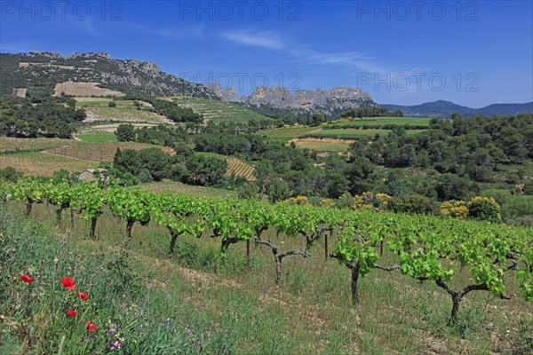 Gigondas, les Dentelles de Montmirail, Vaucluse