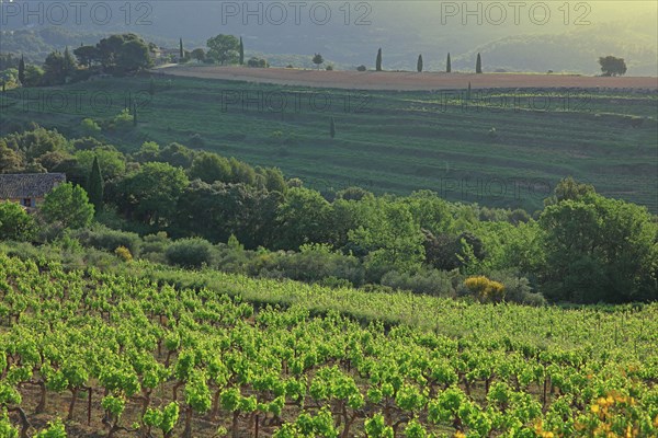 Gigondas, les Dentelles de Montmirail, Vaucluse