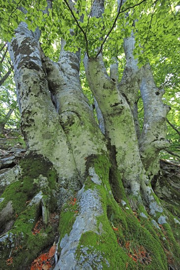 Forêt domaniale du Massif de l'Aigoual, Gard