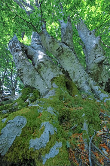 Forêt domaniale du Massif de l'Aigoual, Gard