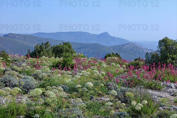 Flore des Calanques de Marseille, Bouches-du-Rhône