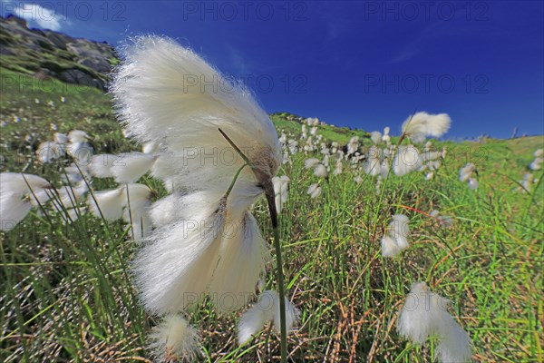 Linaigrette