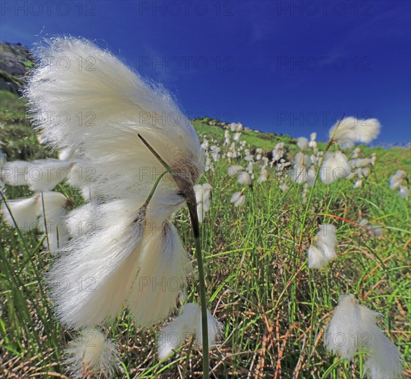 Linaigrette