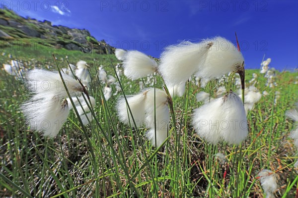 Linaigrette