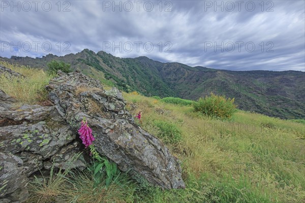 Mont Aigoual, Gard