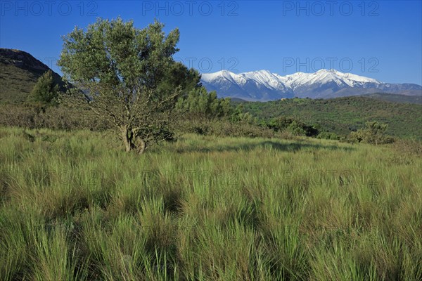 Massif du Canigou, Pyrénées-Orientales