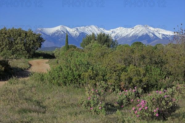 Massif du Canigou, Pyrénées-Orientales