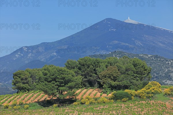 Beaumes-de-Venise, Vaucluse