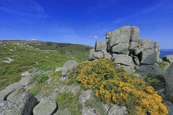 Mont Lozère, Lozère