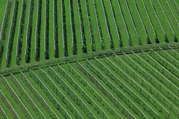 Plantation d'arbres fruitiers en espaliers dans la vallée du Têt, Pyrénées-Orientales