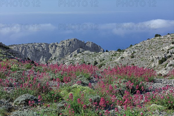 Flore des Calanques de Marseille, Bouches-du-Rhône