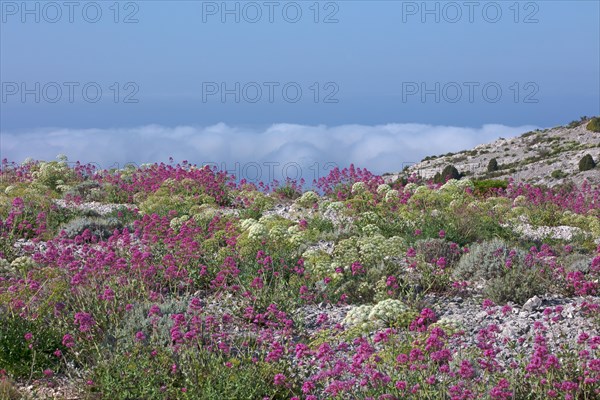 Flore des Calanques de Marseille, Bouches-du-Rhône