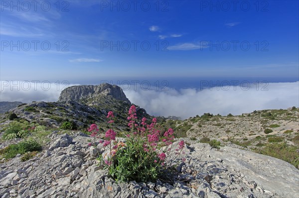 Flore des Calanques de Marseille, Bouches-du-Rhône