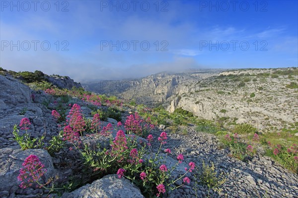 Flore des Calanques de Marseille, Bouches-du-Rhône