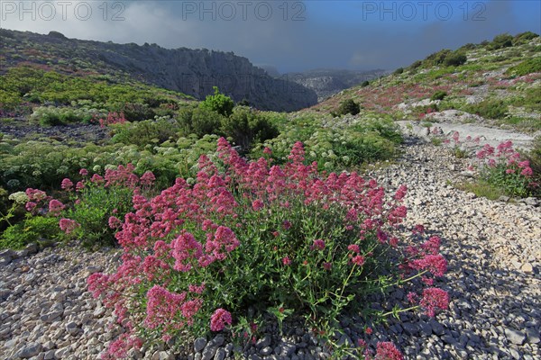 Flore des Calanques de Marseille, Bouches-du-Rhône