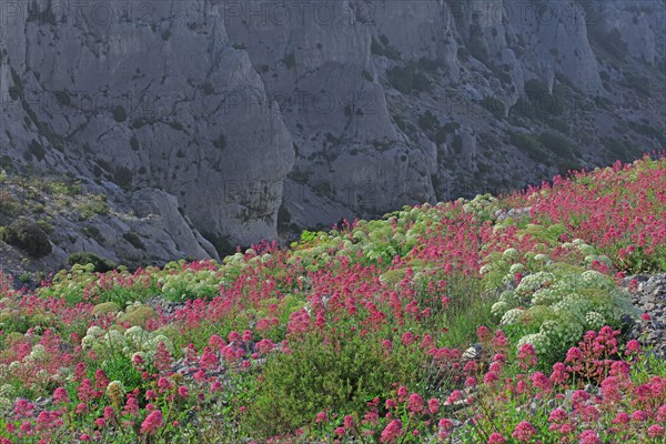 Flore des Calanques de Marseille, Bouches-du-Rhône