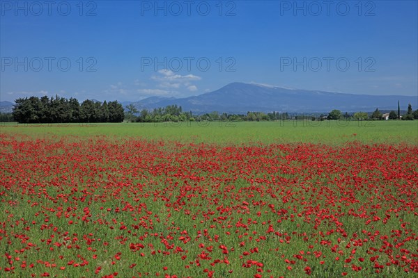 Paysage du Mont Ventoux, Vaucluse