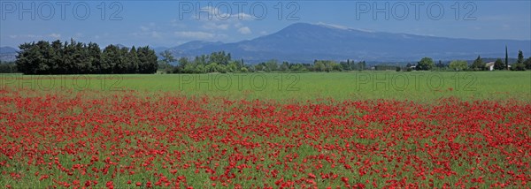 Paysage du Mont Ventoux, Vaucluse