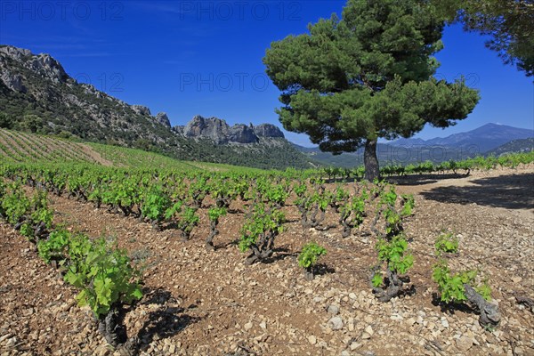 Beaumes-de-Venise, Vaucluse