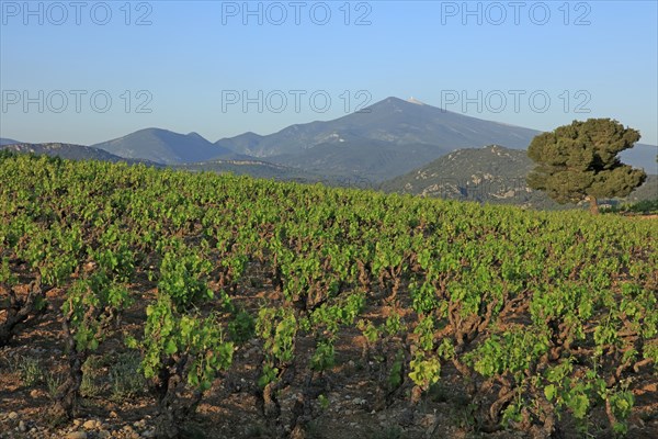 Gigondas, les Dentelles de Montmirail, Vaucluse