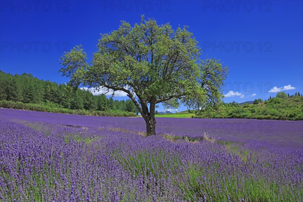 Vaucluse, Arbre isolé au milieu d'un champ de lavande