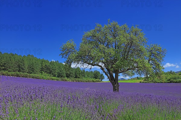 Vaucluse, Arbre isolé au milieu d'un champ de lavande