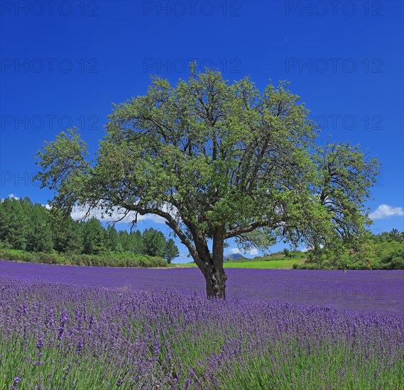 Vaucluse, Arbre isolé au milieu d'un champ de lavande