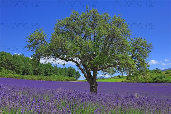 Vaucluse, Arbre isolé au milieu d'un champ de lavande