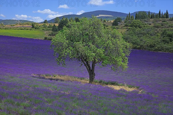 Vaucluse, Arbre isolé au milieu d'un champ de lavande