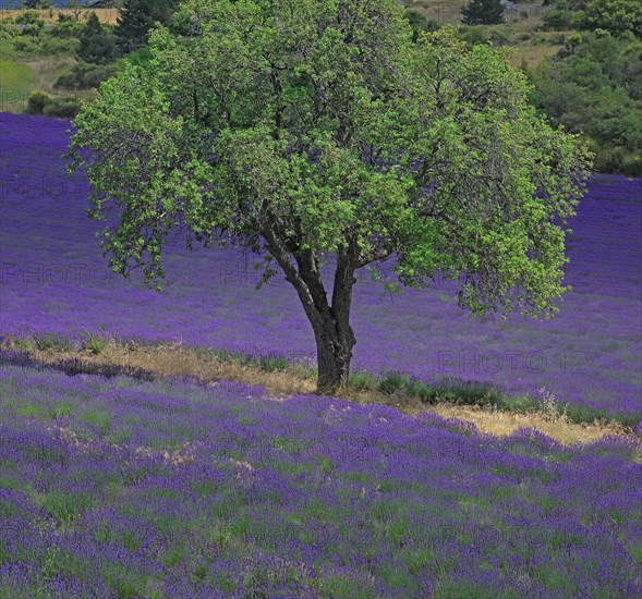 Vaucluse, Arbre isolé au milieu d'un champ de lavande