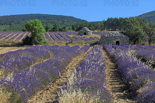 Drôme, champ de lavande