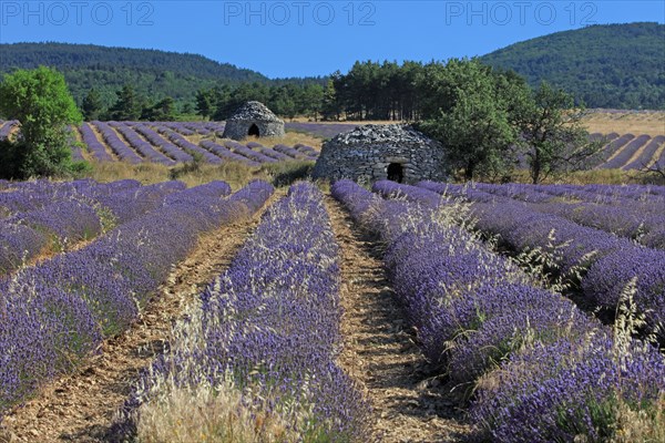 Drôme, champ de lavande