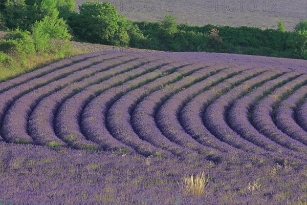 Alpes-de-Haute-Provence, champ de lavande