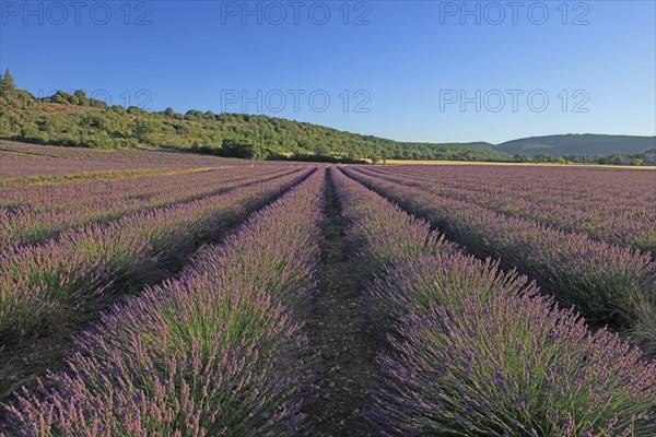 Alpes-de-Haute-Provence, champ de lavande