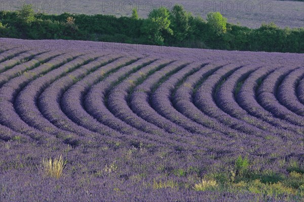 Alpes-de-Haute-Provence, champ de lavande