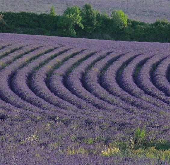 Alpes-de-Haute-Provence, champ de lavande