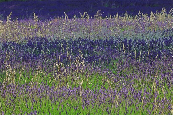 Alpes-de-Haute-Provence, champ de lavande