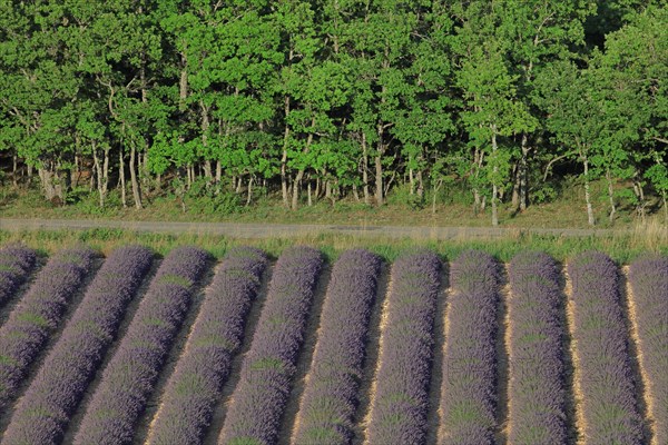 Alpes-de-Haute-Provence, champ de lavande