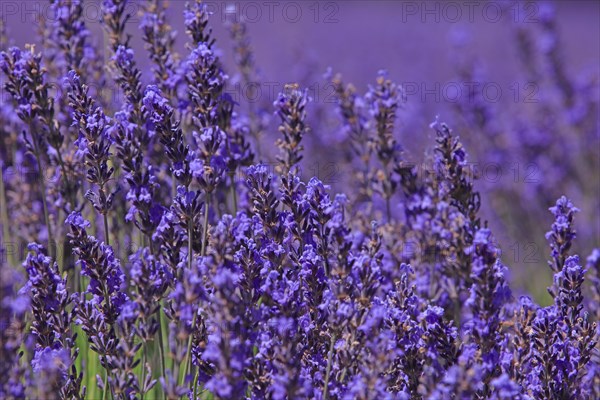 Alpes-de-Haute-Provence, champ de lavande