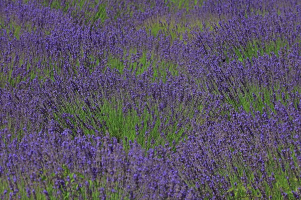 Alpes-de-Haute-Provence, champ de lavande