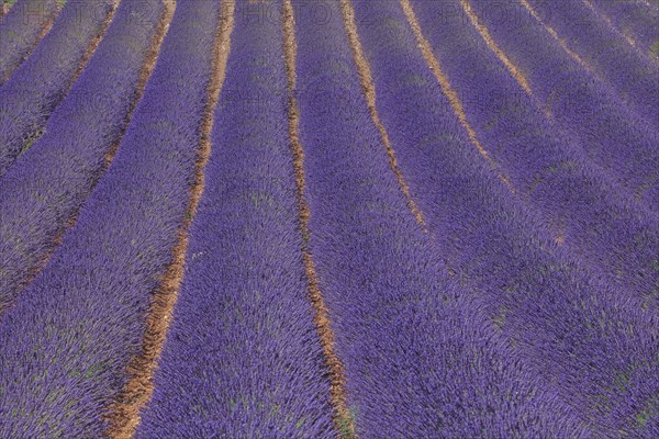 Alpes-de-Haute-Provence, champ de lavande