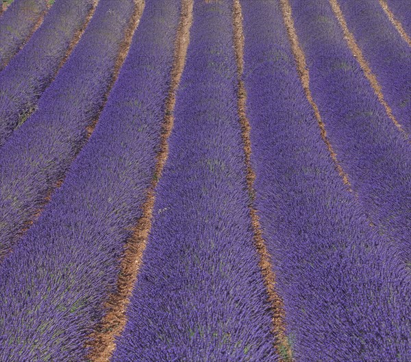 Alpes-de-Haute-Provence, champ de lavande