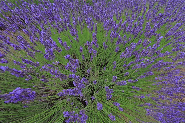 Alpes-de-Haute-Provence, champ de lavande