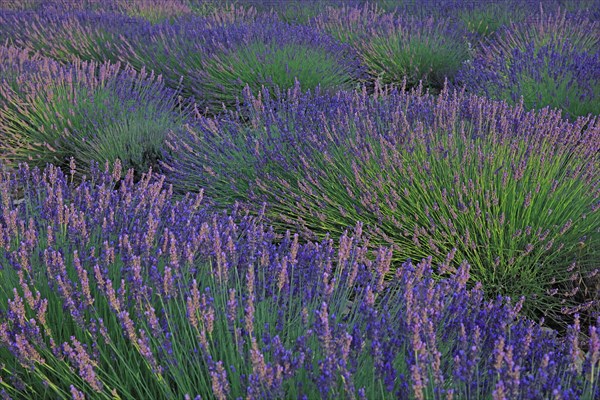 Alpes-de-Haute-Provence, champ de lavande