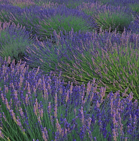 Alpes-de-Haute-Provence, champ de lavande