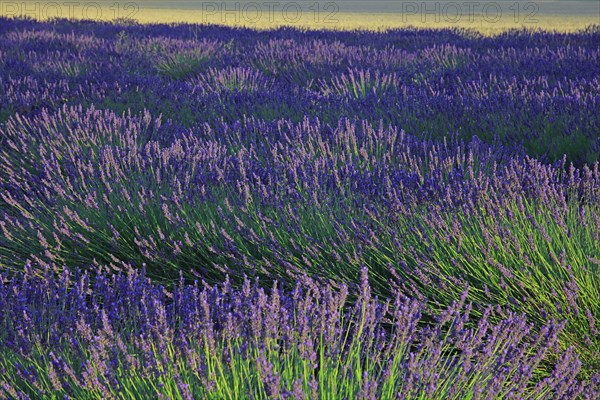 Alpes-de-Haute-Provence, champ de lavande