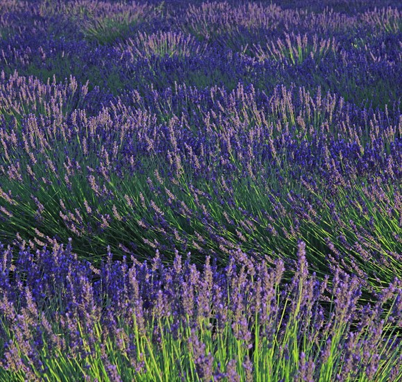 Alpes-de-Haute-Provence, champ de lavande