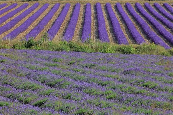 Alpes-de-Haute-Provence, champ de lavande